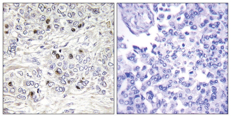 Merck Anti-TEAD2 antibody produced in rabbit