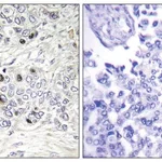 Merck Anti-TEAD2 antibody produced in rabbit