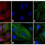Thermo Fisher Scientific F(ab`)2-Goat anti-Mouse IgG (H+L) Cross-Adsorbed Secondary Antibody, Alexa Fluor 546