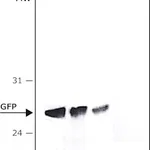 Merck ANTI-GREEN FLUORESCENT PROTEIN (GFP), N