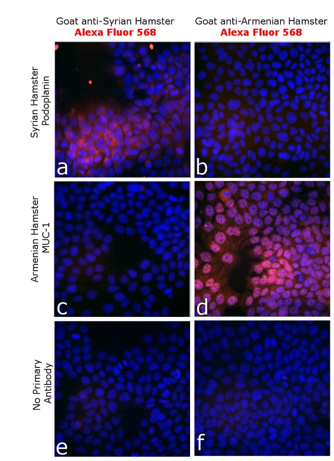 Thermo Fisher Scientific Goat anti-Syrian Hamster IgG (H+L) Highly Cross-Adsorbed Secondary Antibody, Alexa Fluor 568