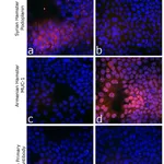 Thermo Fisher Scientific Goat anti-Syrian Hamster IgG (H+L) Highly Cross-Adsorbed Secondary Antibody, Alexa Fluor 568