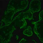 Merck MONOCLONAL ANTI-CYTOKERATIN PEPTIDE 8, &