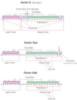 Merck FACTOR X ACTIVATED FROM BOVINE PLASMA