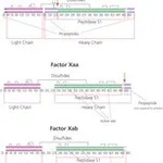 Merck FACTOR X ACTIVATED FROM BOVINE PLASMA