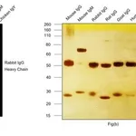 Thermo Fisher Scientific Goat anti-Rabbit IgG (H+L) Secondary Antibody, DyLight 650