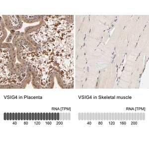 Merck ANTI-VSIG4