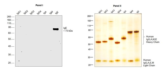 Thermo Fisher Scientific Mouse anti-Human IgE Secondary Antibody