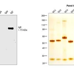 Thermo Fisher Scientific Mouse anti-Human IgE Secondary Antibody