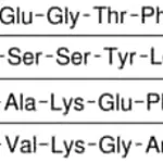 Merck GLUCAGON-LIKE PEPTIDE 1 7-37 HUMAN