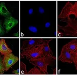 Thermo Fisher Scientific Sheep anti-Rat IgG (H+L) Secondary Antibody, FITC