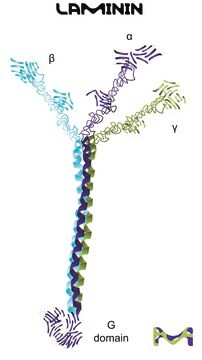 Merck LAMININ FROM FROM HUMAN PLACENTA LIQUID&