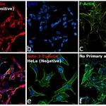 Thermo Fisher Scientific Goat anti-Mouse IgG2a Cross-Adsorbed Secondary Antibody, Alexa Fluor 647