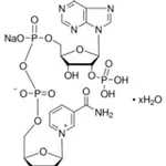 Merck BETA-NICOTINAMIDE ADENINE DINUCLEOTIDE P