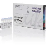 Thermo Fisher Scientific ProLong Live Antifade Reagent, for live cell imaging, 5 x 1 mL