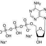 Merck 2``-DEOXYADENOSINE 5``-TRIPHOSPHATE
