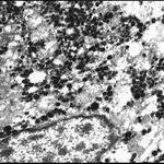 Merck ANTI-RABBIT IGG (WHOLE MOLECULE) GOLD CO