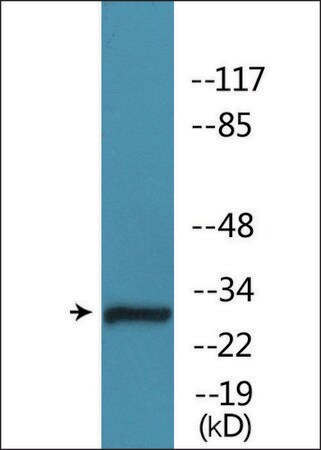 Merck Anti-phospho-Caspase 3 (pSer150) antibody produced in rabbit