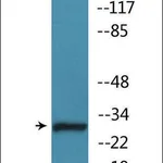 Merck Anti-phospho-Caspase 3 (pSer150) antibody produced in rabbit