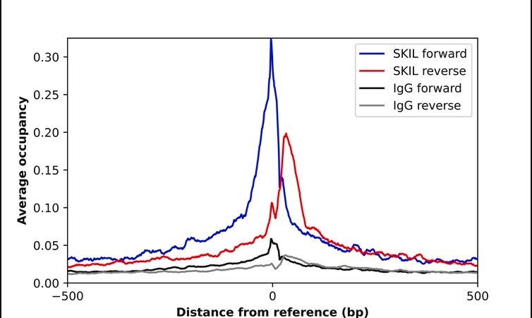 Merck Anti-SKIL antibody produced in rabbit