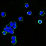 Thermo Fisher Scientific Mouse anti-Human IgG Fc Secondary Antibody
