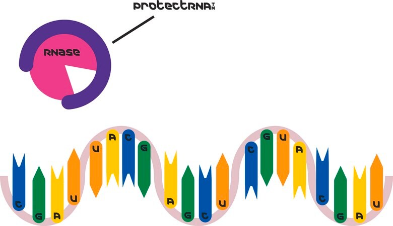 Merck ProtectRNA(TM) RNase Inhibitor 500x Concentrate