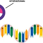 Merck ProtectRNA(TM) RNase Inhibitor 500x Concentrate