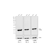 Thermo Fisher Scientific Goat anti-Mouse IgG (H+L) Cross-Adsorbed Secondary Antibody, HRP