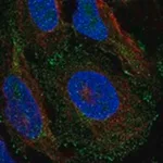 Merck Anti-RALA antibody produced in rabbit