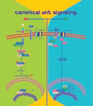 Merck WNT3A HUMAN