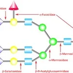 Merck A(2-->3,6,8,9) NEURAMINIDASE FROM ARTHRO