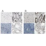 Merck Anti-NFIA antibody produced in rabbit