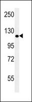 Merck ANTI-POTEE (CENTER)