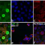 Thermo Fisher Scientific F(ab`)2-Goat anti-Human IgM (Heavy chain) Secondary Antibody