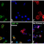 Thermo Fisher Scientific Goat anti-Human IgG (H+L) Cross-Adsorbed Secondary Antibody