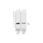 Thermo Fisher Scientific Goat anti-Mouse IgG F(ab`)2 Secondary Antibody, HRP