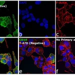 Thermo Fisher Scientific Goat anti-Mouse IgG2b Cross-Adsorbed Secondary Antibody, Alexa Fluor 488