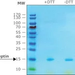 Merck LEPTIN HUMAN,>=97% (SDS-PAGE), RECOMBINA