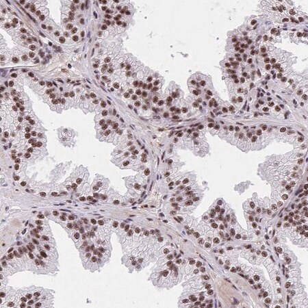 Merck Anti-SYNE4 antibody produced in rabbit