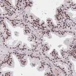 Merck Anti-SYNE4 antibody produced in rabbit