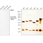 Thermo Fisher Scientific Chicken anti-Human IgM Secondary Antibody, HRP