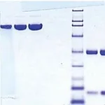 Merck HAPTOGLOBIN,(PHENOTYPE1-1)HUMAN PLASMA