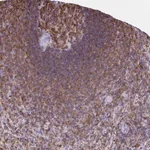 Merck Anti-AP5M1 antibody produced in rabbit