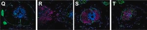 Merck ANTI-LAMININ ANTIBODY PRODUCED IN&