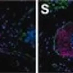 Merck ANTI-LAMININ ANTIBODY PRODUCED IN&