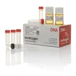 Thermo Fisher Scientific MAX Efficiency DH10B Competent Cells