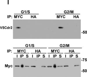 Merck RABBIT ANTI-HA TAG, AFFINITY ISOLATED &