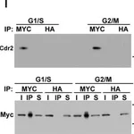 Merck RABBIT ANTI-HA TAG, AFFINITY ISOLATED &