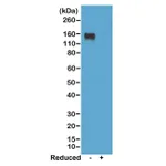 Thermo Fisher Scientific Rabbit anti-Mouse IgG2a Recombinant Secondary Antibody