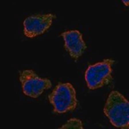 Merck Anti-CD300LB antibody produced in rabbit